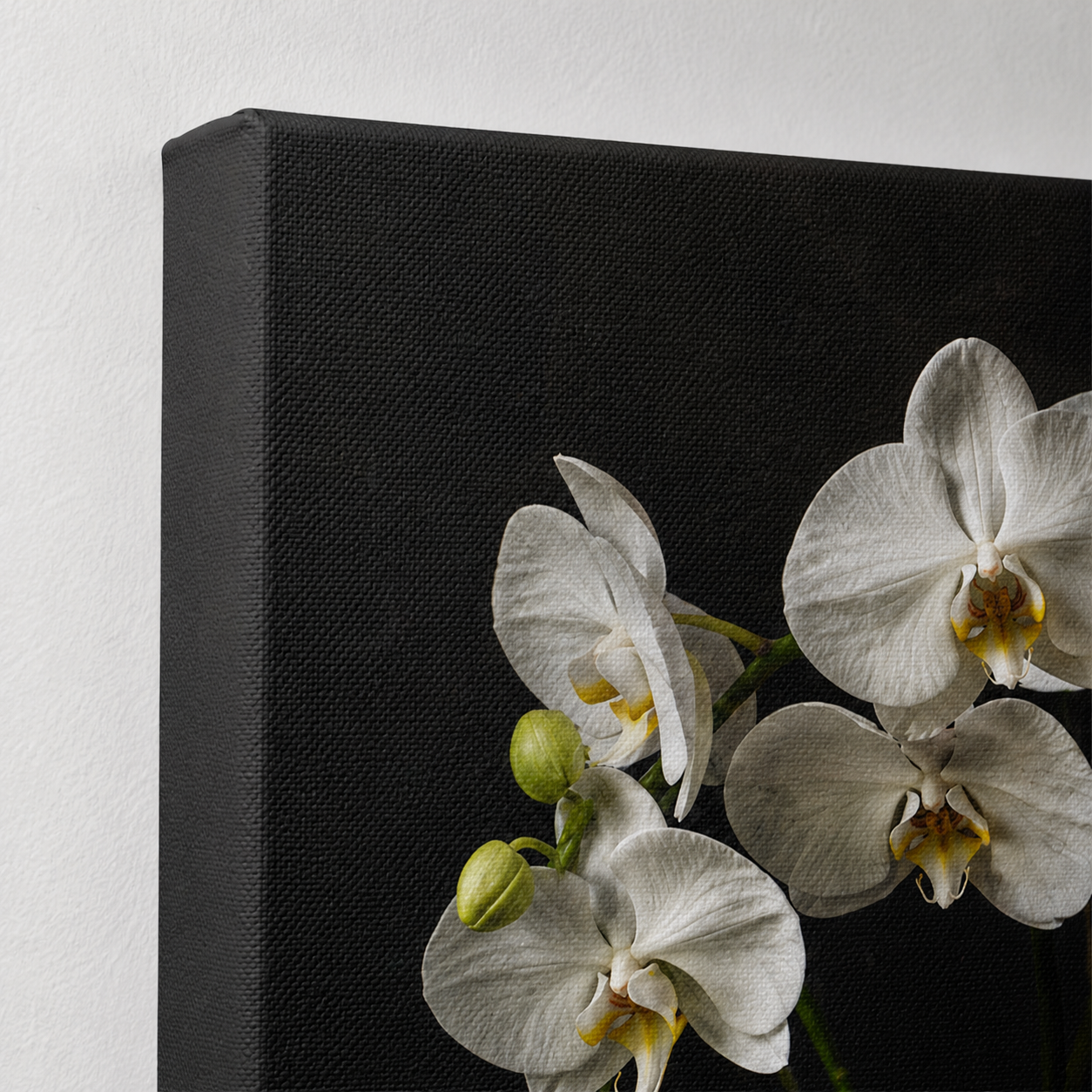 Orchids at Midnight