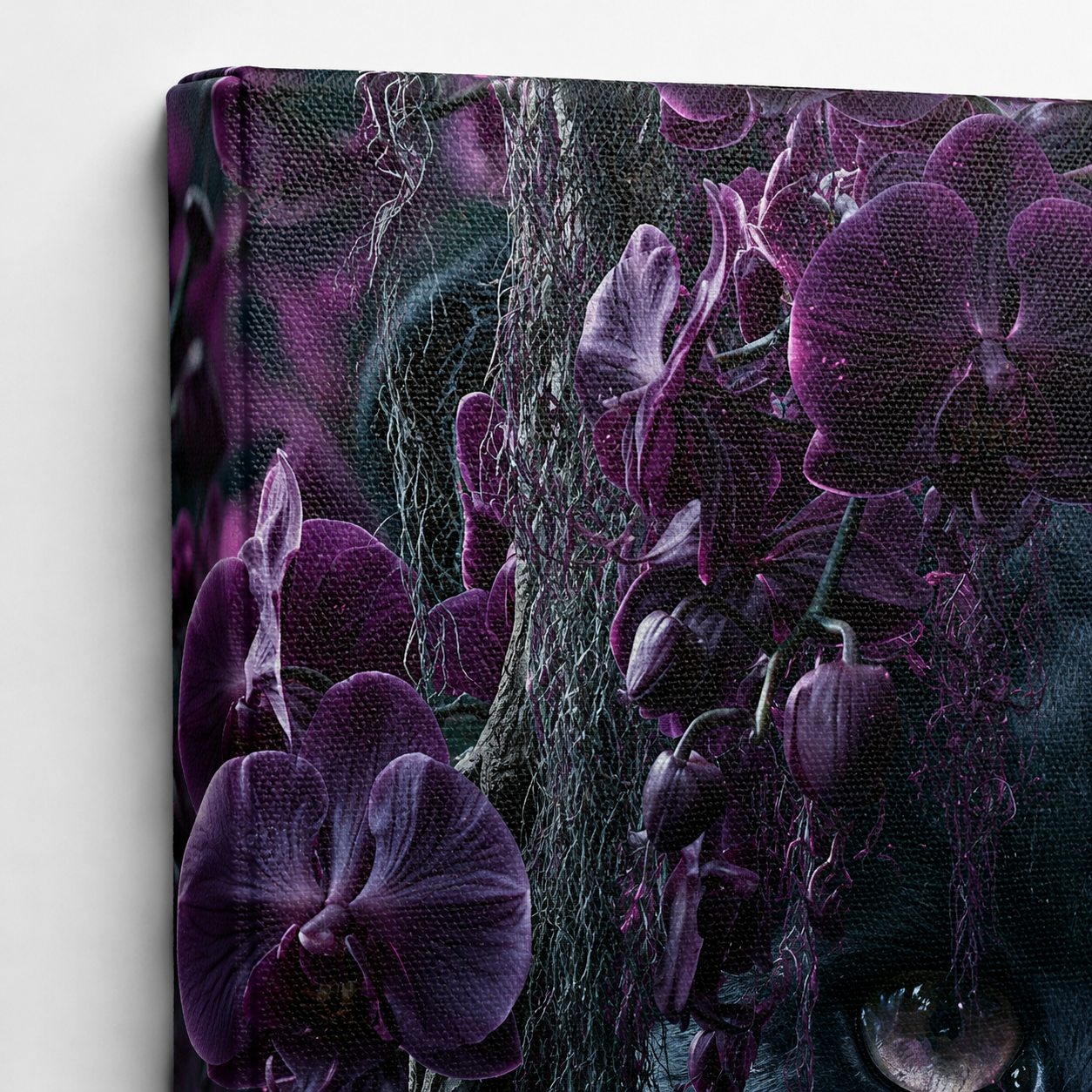 Midnight Orchid Panther